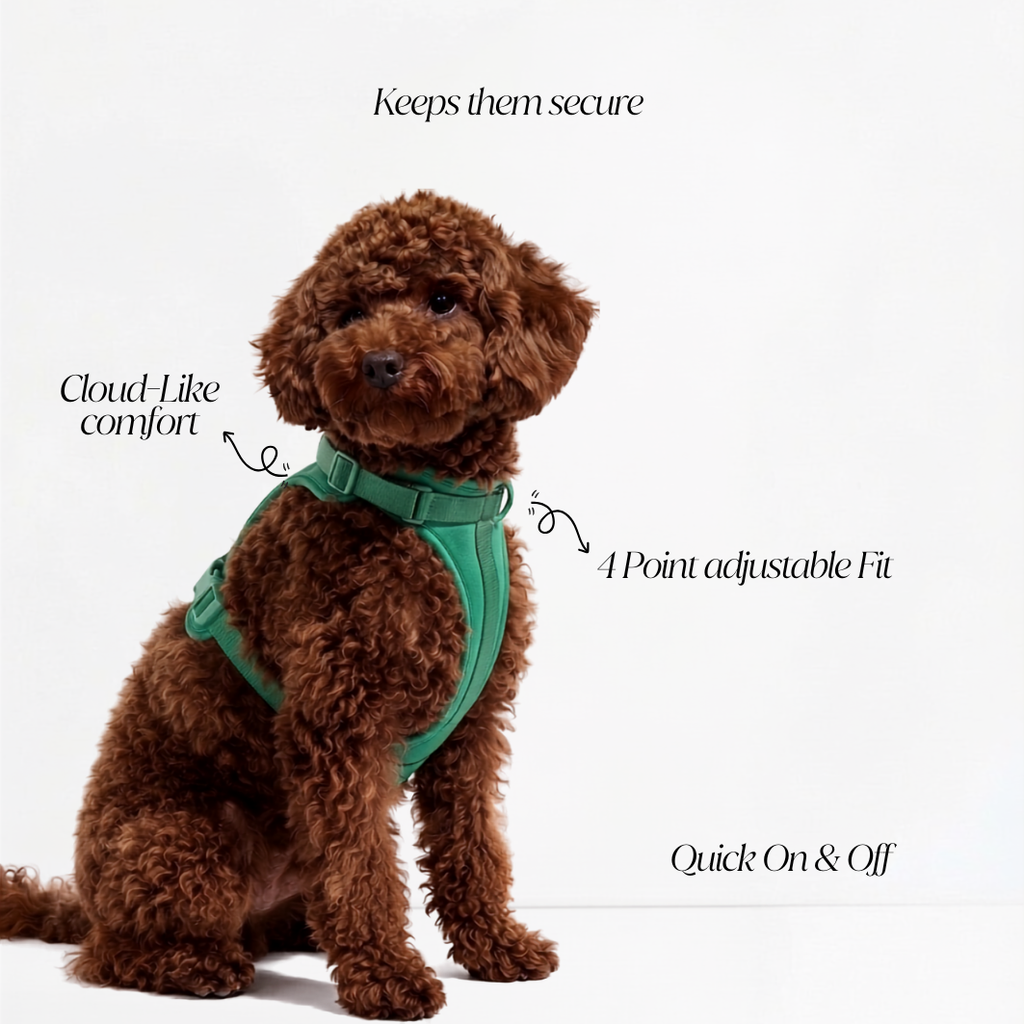 Everyday Harness