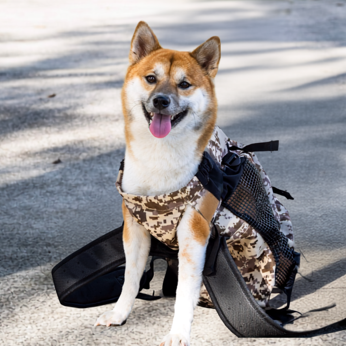 Dogs Carrier →